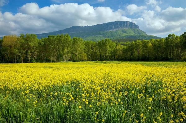 Paysage avec champ de colza au premier plan, arbres en contrebas et montagnes en arrière-plan